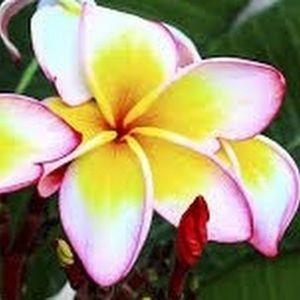 Meet your Posher, Renee